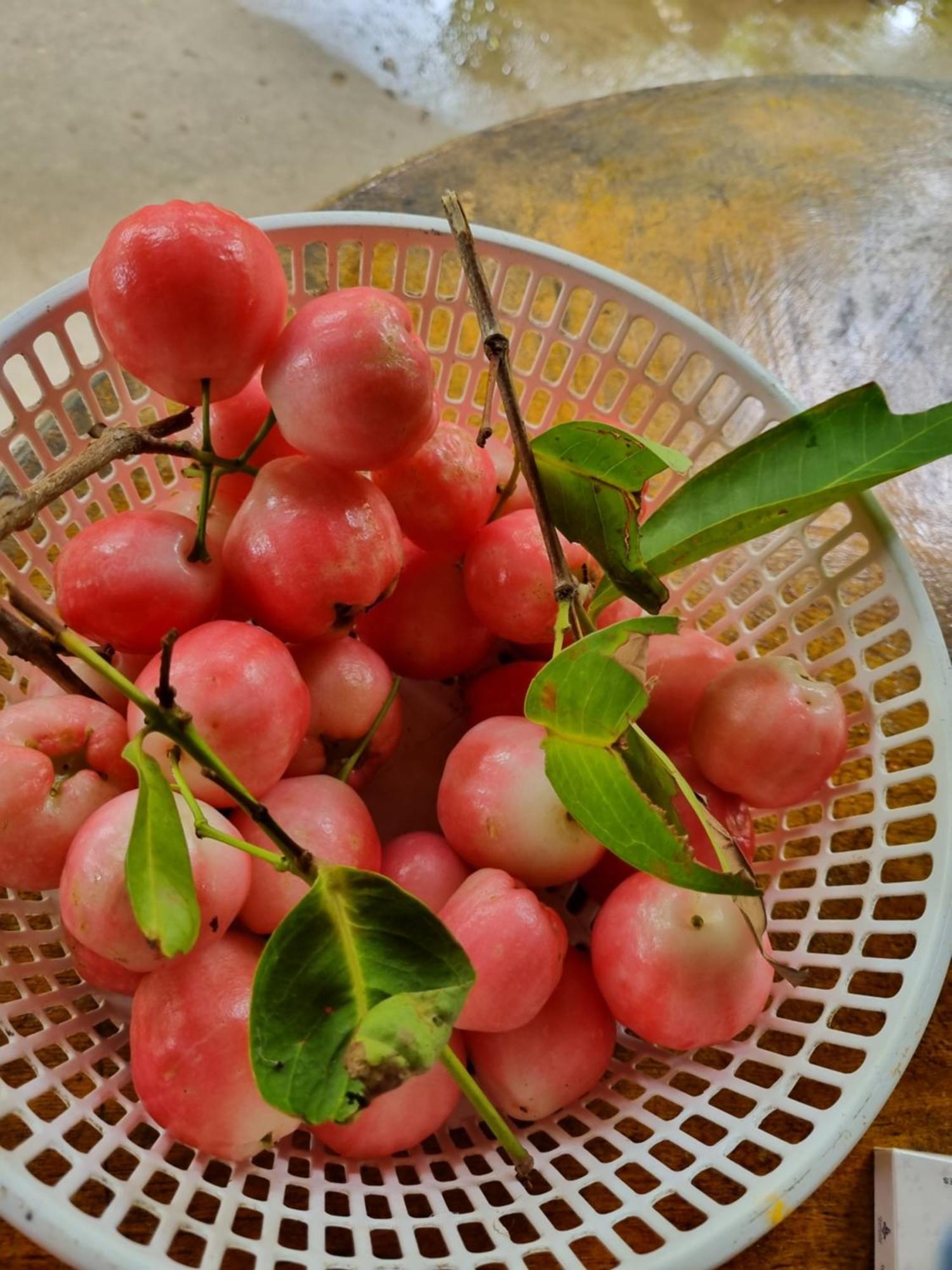Homestay Nam Ham Luong Ben Tre